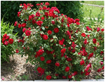 Посадочный материал Роза парковая сорт Чамплейн Park rose Champlain (красная) - продажа