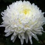 Цветы живые: Хризантема - продажа