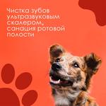 Чистка зубов собакам ультразвуковым скалером, санация ротовой полости: снятие зубного камня- услуги